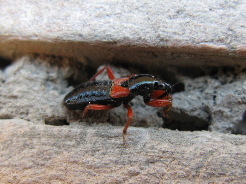 reduviidae? No. Nabidae: Prostemma guttula